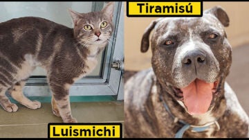 Luismichi y Tiramisú, los animales apadrinados por Atresmedia