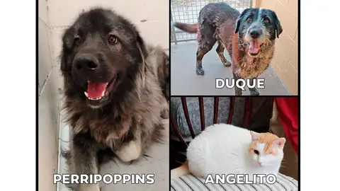 Animales apadrinados por Atresmedia durante un año Animales apadrinados por Atresmedia durante un año